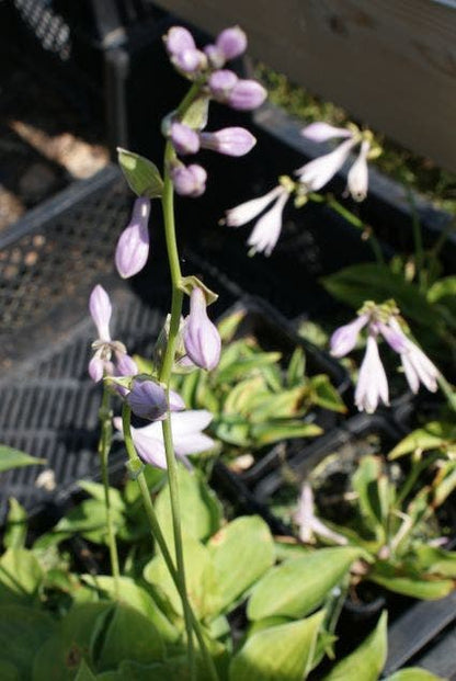  Funkia/Hartlelie (Hosta 'Blue Cadet')
