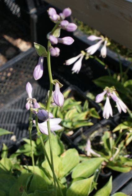  Funkia/Hartlelie (Hosta 'Blue Cadet')