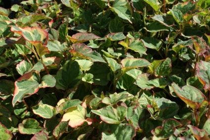 Bonte Moerasanemoon (Houttuynia Cordata 'Chameleon')