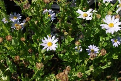  Zomeraster (Kalimeris Incisa 'Blue Star') BIO