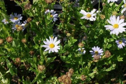  Zomeraster (Kalimeris Incisa 'Blue Star') BIO