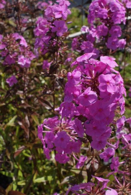  Vlambloem (Phlox Maculata 'Alpha')