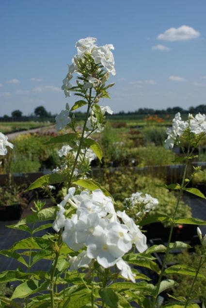  Vlambloem (Phlox Paniculata 'David')