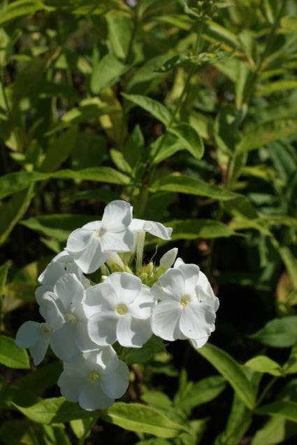  Vlambloem (Phlox Paniculata 'David')