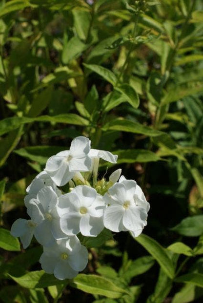  Vlambloem (Phlox Paniculata 'David')