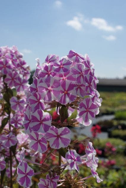  Vlambloem (Phlox Maculata 'Natascha')