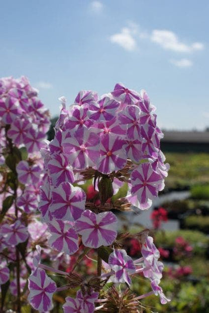  Vlambloem (Phlox Maculata 'Natascha')