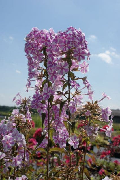  Vlambloem (Phlox Maculata 'Natascha')