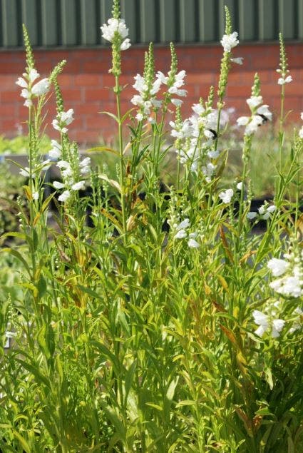  Scharnierplant (Physostegia Virginiana 'Alba')