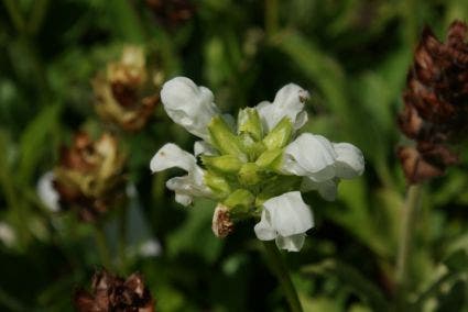  Bijenkorfje/Brunel (Prunella Grandiflora 'Alba')