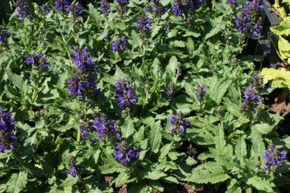  Salie (Salvia Nemorosa 'Heumanarc')