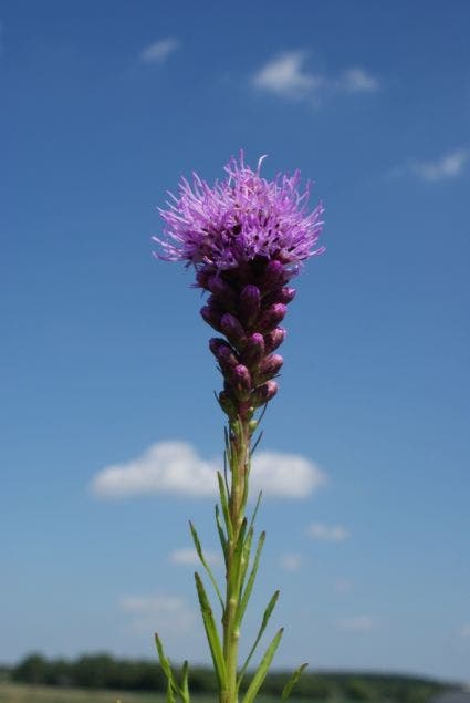 Lampenpoetser (Liatris Spicata 'Kobold') BIO