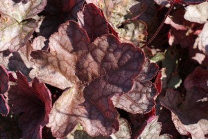  Purperklokje (Heuchera 'Cascade Dawn')
