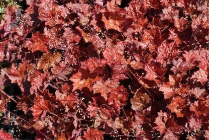  Purperklokje (Heuchera Micrantha 'Palace Purple')