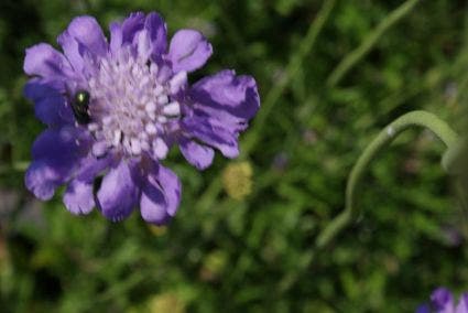  Duifkruid/schurftkruid (Scabiosa Columbaria 'Butterfly Blue')