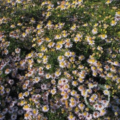  Aster (Aster Ericoides 'Erlkonig')
