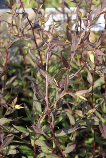  Aster (Aster Lateriflorus 'Lady In Black')