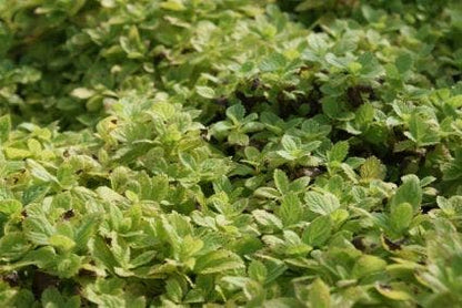  Klokje (Campanula Lactiflora 'Pouffe')