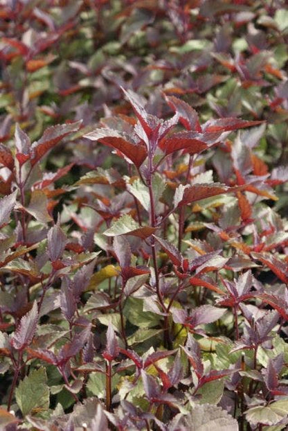  Leverkruid (Eupatorium Rugosum 'Chocolate')