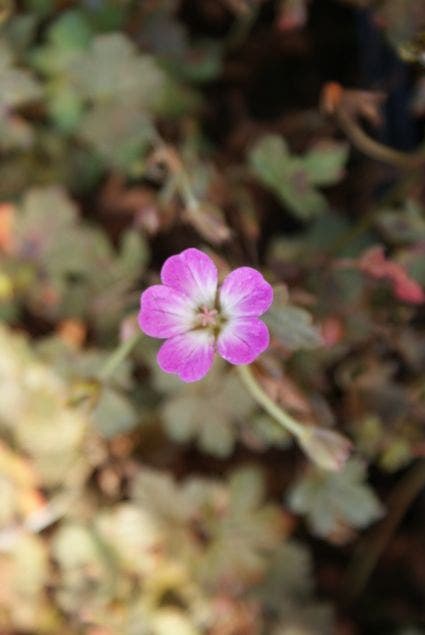  Ooievaarsbek (Geranium 'Tanya Rendall')