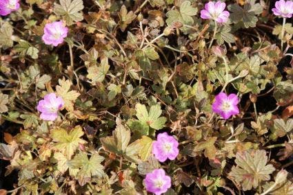  Ooievaarsbek (Geranium 'Tanya Rendall')