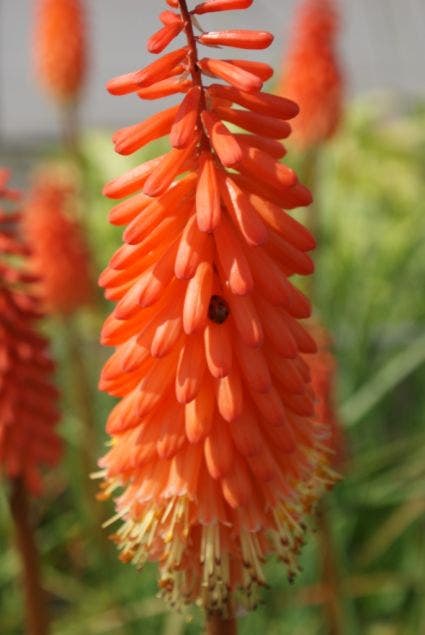  Vuurpijl/Fakkellelie (Kniphofia 'Alcazar')