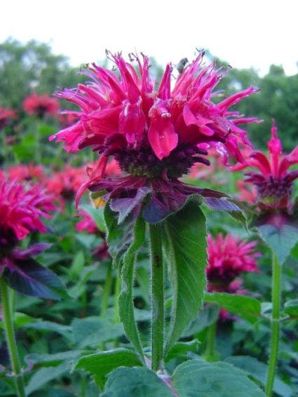  Bergamotplant (Monarda 'Marshall's Delight')