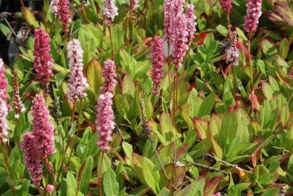  Duizendknoop (Persicaria Affinis 'Kabouter')