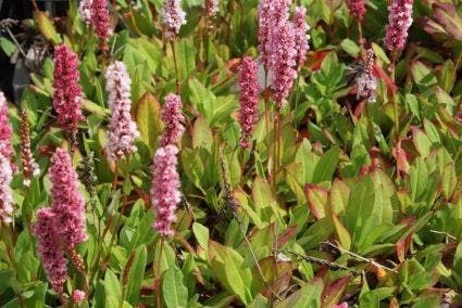  Duizendknoop (Persicaria Affinis 'Kabouter')