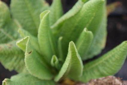  Sleutelbloem (Primula Denticulata)