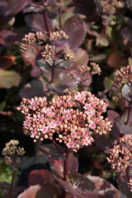 Vetkruid (Sedum 'Matrona')