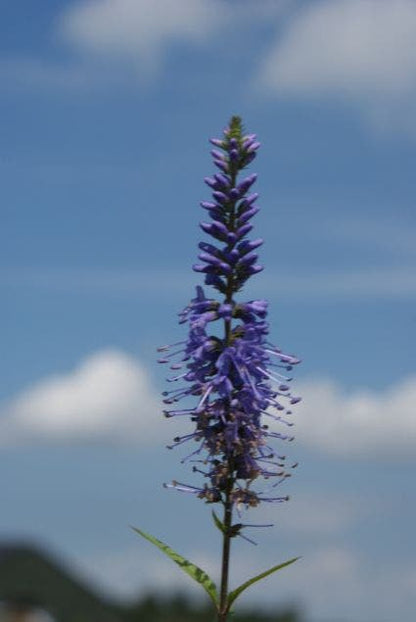  Ereprijs (Veronica Longifolia) BIO