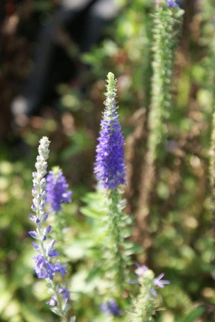  Ereprijs (Veronica Spicata 'Ulster Dwarf Blue'')