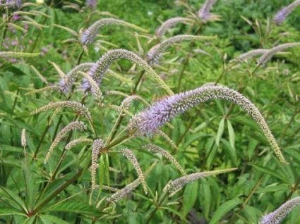  Virginische Ereprijs (Veronicastrum Virginicum)