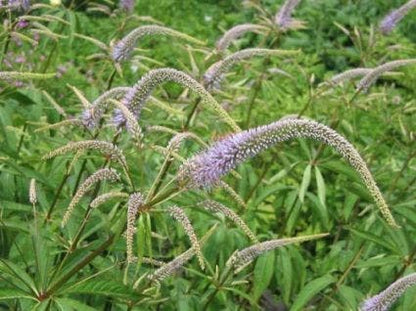  Virginische Ereprijs (Veronicastrum Virginicum)