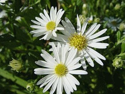  Aster (Aster Ageratoides 'Ashvi') BIO