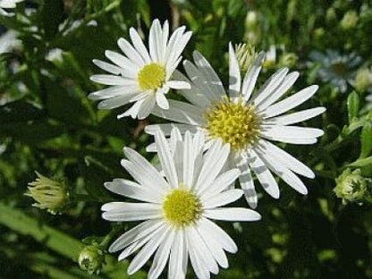  Aster (Aster Ageratoides 'Ashvi') BIO
