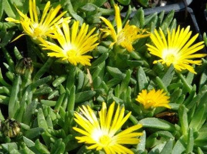  IJsbloem (Delosperma Congestum)