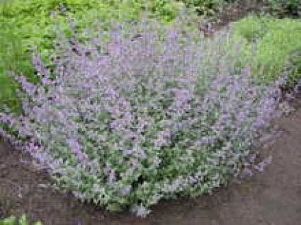  Kattenkruid (Nepeta Faassenii 'Grol')