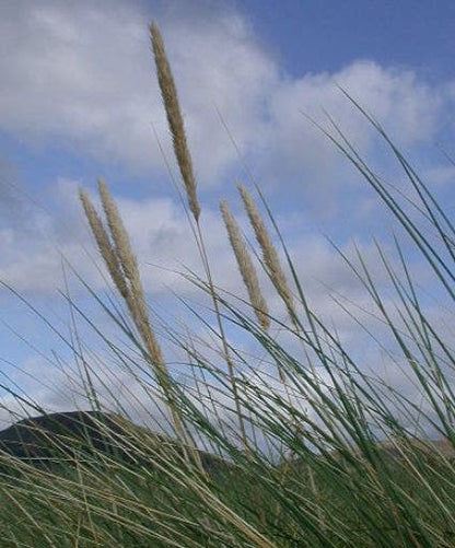  Helmgras (Ammophila Arenaria)