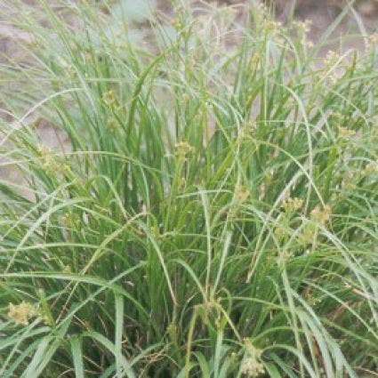  Veldbies (Luzula Pilosa)