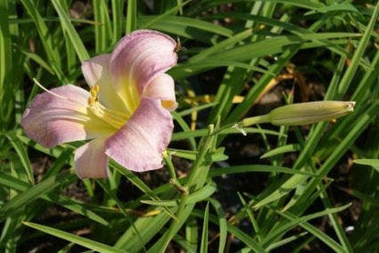 Daglelie (Hemerocallis 'Catherine Woodbury')