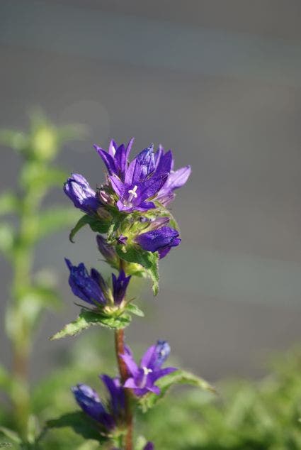  Klokje (Campanula Glomerata 'Acaulis')