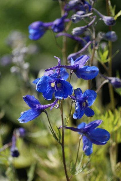  Ridderspoor (Delphinium 'Bellamosum')