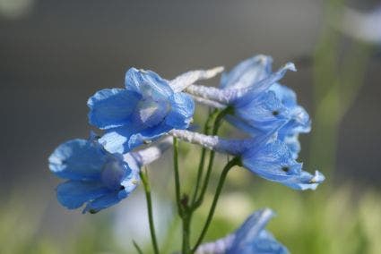  Ridderspoor (Delphinium 'Clividen Beauty')