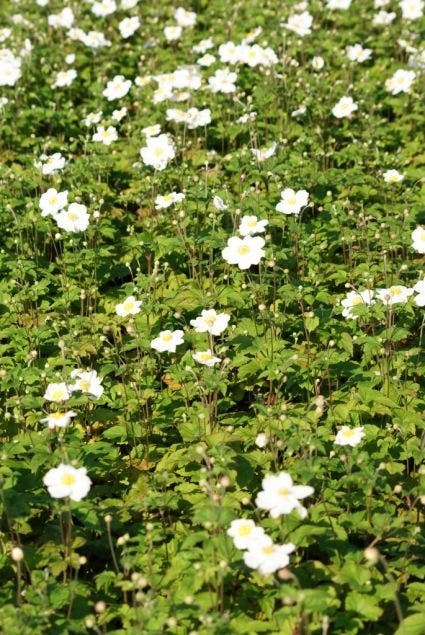  Herfstanemoon (Anemone 'Honorine Jobert')