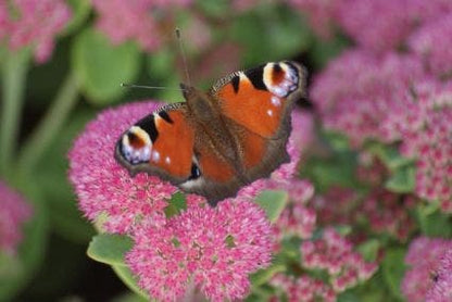  Hemelsleutel (Sedum 'Herbstfreude')