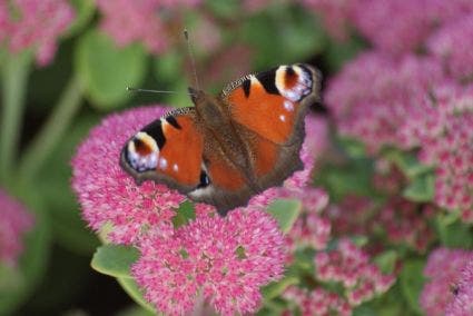  Hemelsleutel (Sedum 'Herbstfreude')