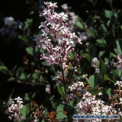  Sering Op Stam (Syringa Meyeri 'Palibin')