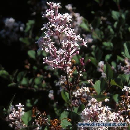  Sering Op Stam (Syringa Meyeri 'Palibin')